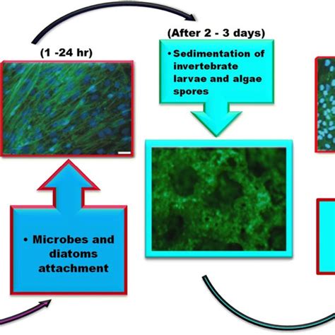 Dbhb Effect On Bacterial Biofilm Formation Download Scientific Diagram