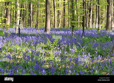 Common Bluebell Wild Hyacinth Wood Hyacinth Endymion Non Scriptus
