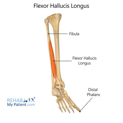 Flexor Hallucis Longus Leg Rehab My Patient