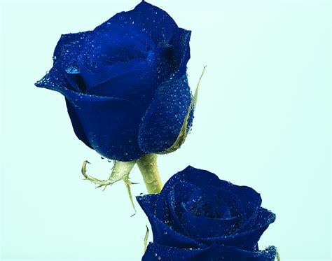 Blue Roses Photograph By Gord Patterson