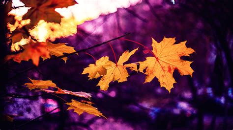 Download Wallpaper 3840x2160 Maple Leaves Autumn Blur