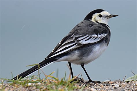 Pied Wagtail By Fausto Riccioni Birdguides