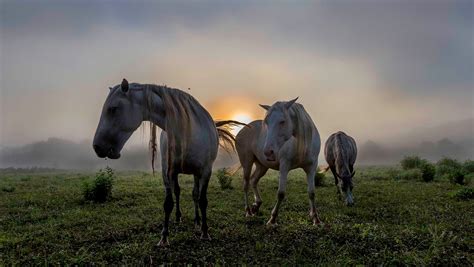 Dean Curtis' photos capture the spirit of Missouri's wild horses
