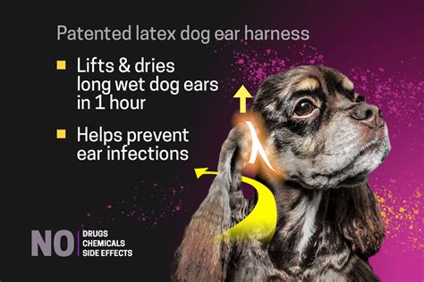 How Do You Prevent Ear Infections In Dogs