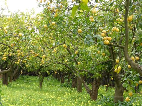 Lemon Trees For Sale Buying And Growing Guide