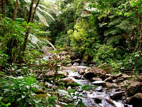 Tropical Rainforest Plants List, Information, Pictures