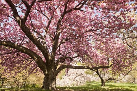Cgerry Blossom National Cherry Blossom Festival 2019 When Is Peak