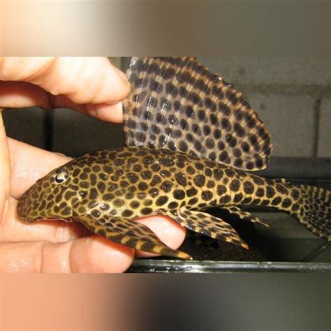 L 001 Spotted Sailfin Pleco —