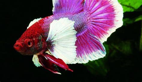 Ikan Cupang Super Cantik Bikin Kagum Dan Jatuh Cinta Photo Fimela Com