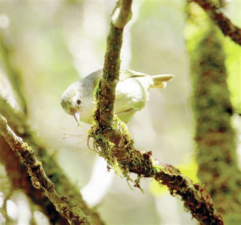 An Effort To Protect Native Forest Birds Studied On Kauai The Garden
