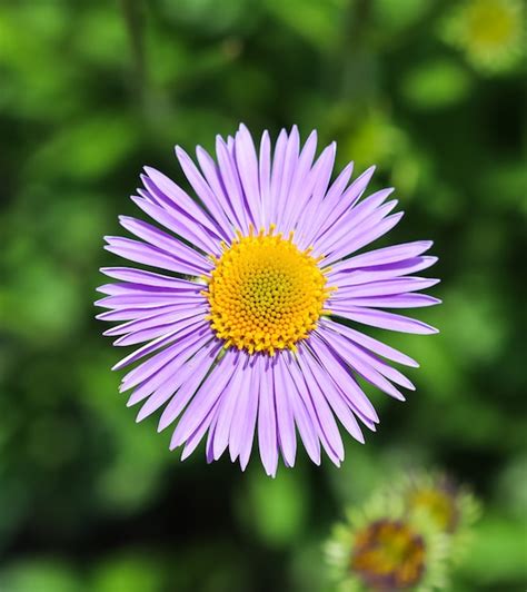 Premium Photo Alpine Aster Aster Alpinus Beautiful Purple Flowers