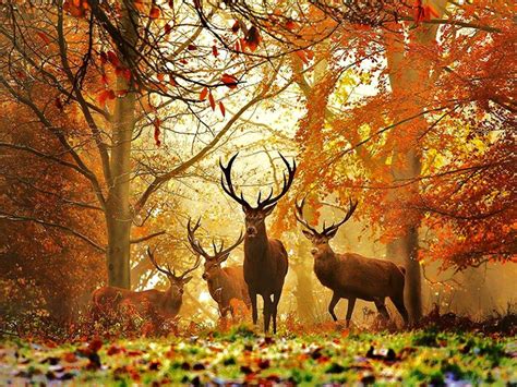 Fall Hunting Wallpapers Top Free Fall Hunting Backgrounds