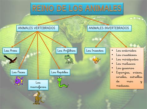 Reino Animal Mapa Conceptual Images And Photos Finder Porn Sex Picture