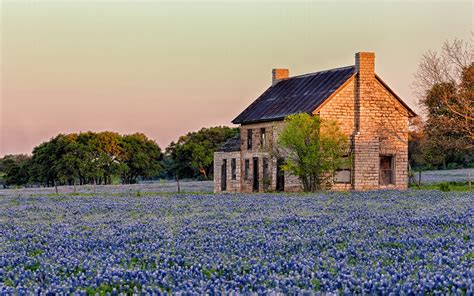 Free Download Texas Sunlight Blue Flowers Bluebonnet Hd Wallpaper
