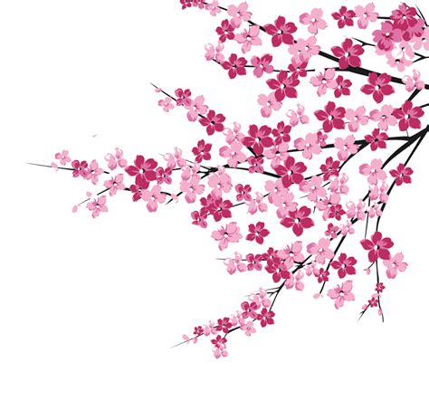 Cherry Blossom Vector Art at Vectorified.com | Collection of Cherry gambar png