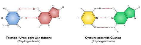 A, c, t, and g. Nitrogenous Bases | BioNinja