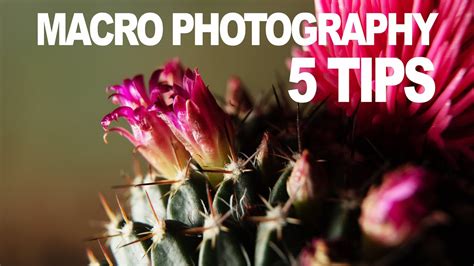 5 Macro Photography Tips Youtube
