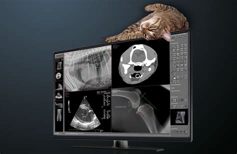 Digital X Ray And Image Processing In Veterinary Medicine
