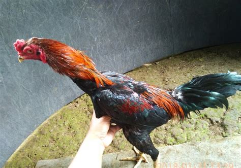 Sedangkan warna mata ayam aduan yang bagus berwarna. Warna Ayam Pamangon Wido Yang Bagus - 8 Warna Ayam Bangkok ...