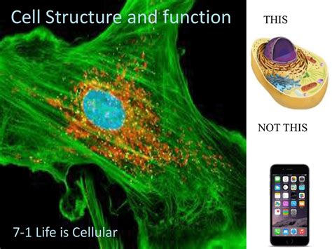Thin flexible barrier that surrounds a cell. Cell Structure and function 7-1 Life is Cellular THIS NOT THIS