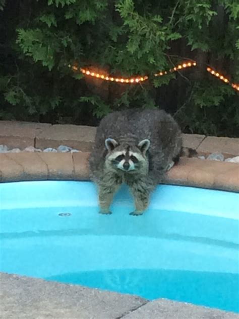 Raccoons Raccoon Roundworms And Swimming Pools Worms And Germs Blog