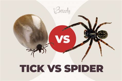24 Bugs That Look Like Ticks Identification Guide Updated 2023