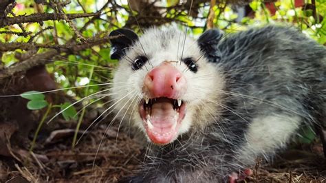 Opossum Cub In Summer Grasses Raww