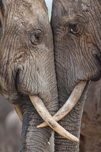 Lets Rub Noses Elephant Love Elephant Animals