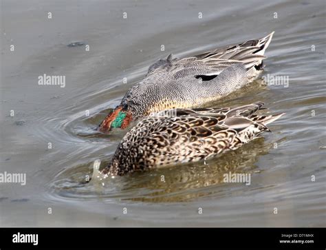 Pair Of Mature Male And Female Common Teals Anas Crecca Swimming And