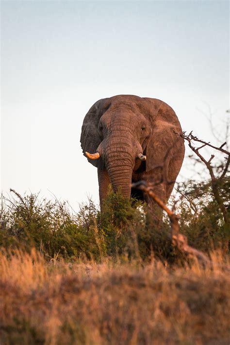 African Bush Elephant Hluhluwe Imfolozi Park Flickr
