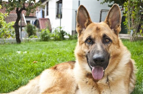 German Shepherd Dog Breed Information With Facts And Health