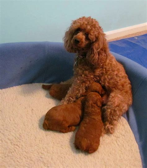 Their Here 3 Red Miniature Poodle Puppies Sweet Honey Poodles