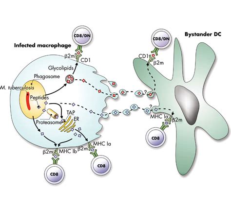 New Issues In Tuberculosis Annals Of The Rheumatic Diseases