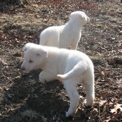 White German Shepherd Male Pups 8 Weeks Old Gunther White German