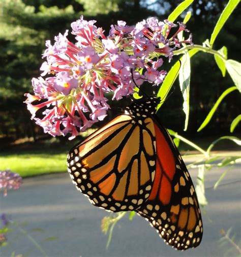 Monarch On A Butterfly Bush Butterfly Bush Butterfly Garden Plants