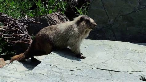 Glacier National Park Animals Top 10 Things To Do In Glacier National