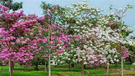 Untuk musim bunga kali ini korea ada menyiarkan sebuah drama bersiri yang bertajuk 'spring turns to spring'. MUSIM BUNGA DI KEDAH! | Husna Yusof