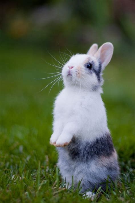 Super Cute Bunny Rabbit Real Bing Images Cute Animals