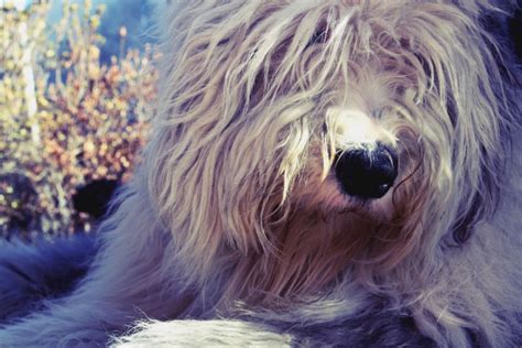 Free Download Old English Sheepdogs Head Wallpaper My Doggy Rocks
