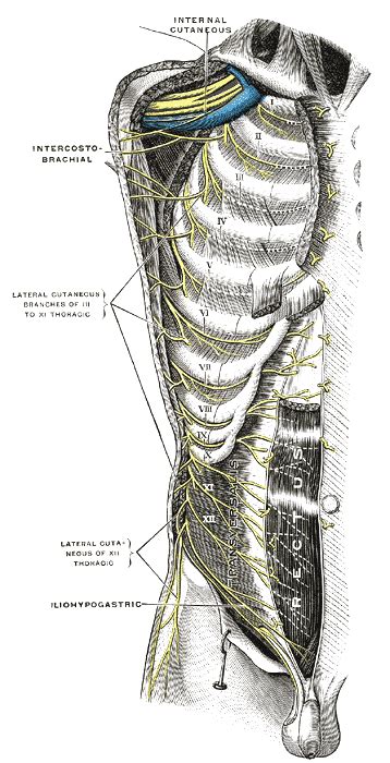 (1) the joints of the heads of the ribs and the head articulates with the superior part of the corresponding vertebra, the inferior a lateral costotransverse ligament, passing from the tubercle of the rib to the tip of the transverse process. 12.6D: Intercostal Nerves - Medicine LibreTexts