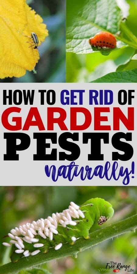 How To Get Rid Of Common Bugs On Your Plants Naturally Organic