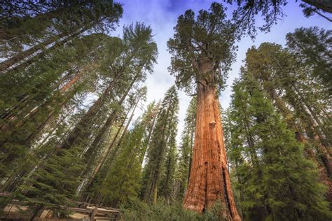 16 Spectacular Facts About Giant Sequoias