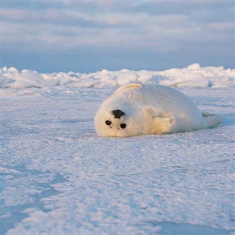 Photo By Brianskerry A Curious Whitecoat Harp Seal Pup Playfully
