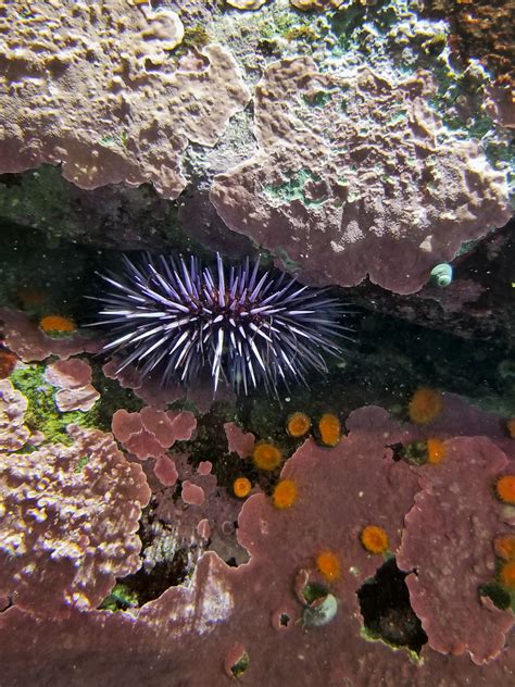 Sea Urchin And Coral Reef Free Stock Photo Public Domain Pictures