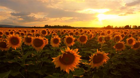 Free Photo Sunset Over Fields Blue Fields Journey Free Download Jooinn