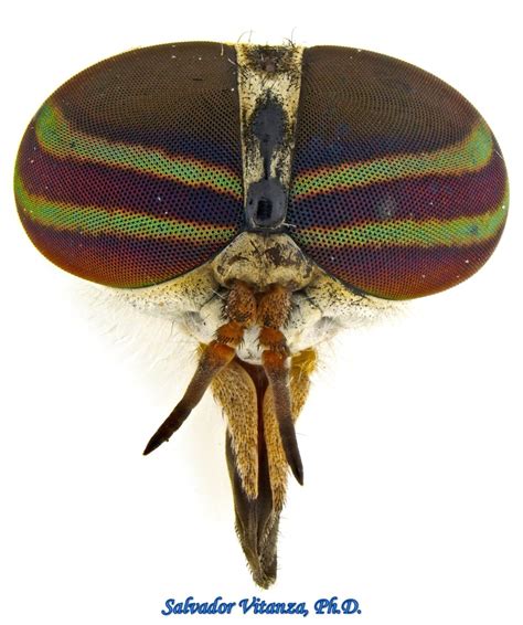 Diptera Tabanidae Tabanus Tetropsis Horse Flies Female F Urban