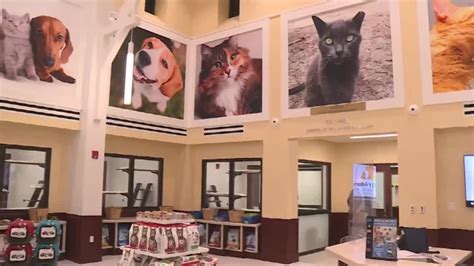 Peggy Adams Animal Rescue League Unveils New Pet Adoption Center Youtube