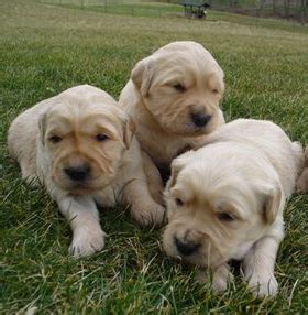 Recherche goldens is a dedicated english cream golden retriever breeder and trainer. Golden-Retriever-Puppies-Maryland