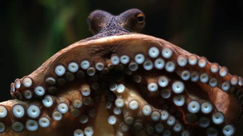 Octopuses Do Something Really Strange To Their Genes The Atlantic
