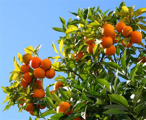 Exotic Fruit Trees Berry Orange Tree Oversize